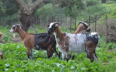 ¿Por Qué la Cabra Manda? La Verdadera Superioridad del Queso 100% Leche de Cabra
