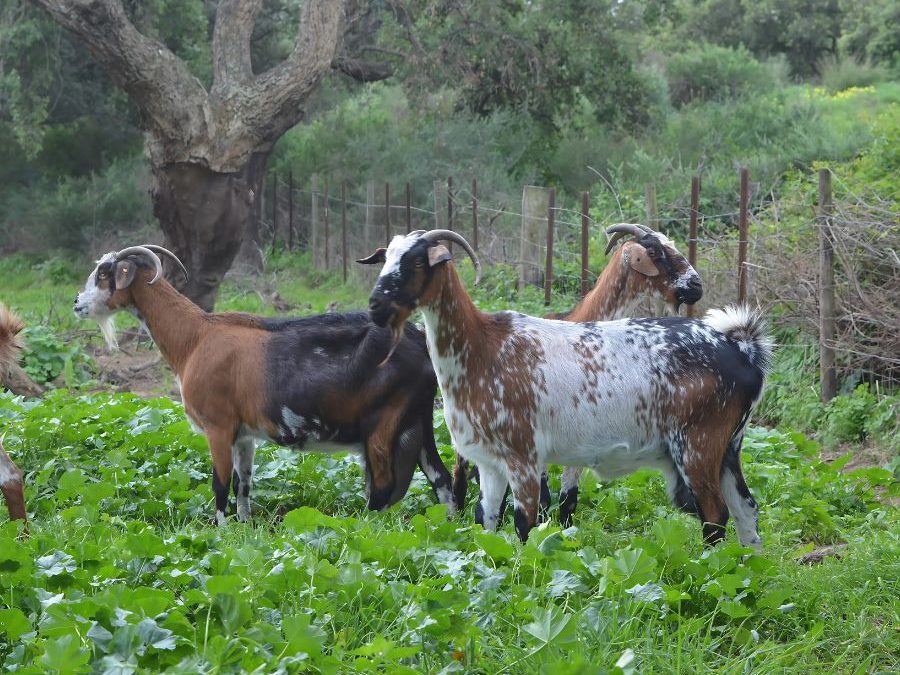 ¿Por Qué la Cabra Manda? La Verdadera Superioridad  del Queso 100% Leche de Cabra