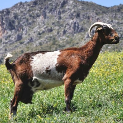 ¿Payoya o Payoyo? La importancia de la raza Montejaqueña